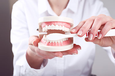 A person s hand holding a dental model with an open mouth, showcasing the teeth and gums.